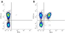 Anti Human CD4 Antibody, clone RPA-T4 gallery image 4