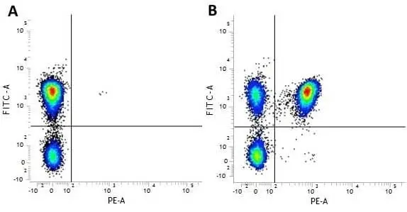 Anti Human CD4 Antibody, clone RPA-T4 gallery image 4