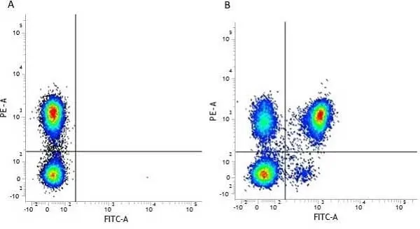 Anti Human CD4 Antibody, clone RPA-T4 gallery image 5