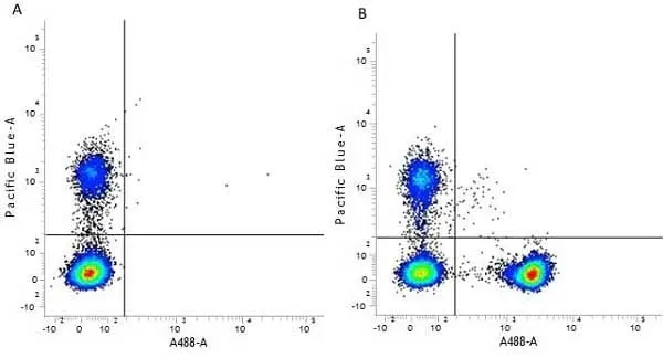 Anti Human CD4 Antibody, clone RPA-T4 gallery image 6