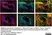 Anti Human CD4 Antibody, clone RPA-T4 thumbnail image 87