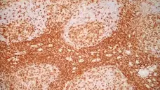 Anti Human CD4 Antibody, clone RPA-T4 gallery image 9