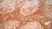 Anti Human CD4 Antibody, clone RPA-T4 thumbnail image 9