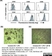 Anti Human CD40 Antibody, clone LOB7/6 thumbnail image 10