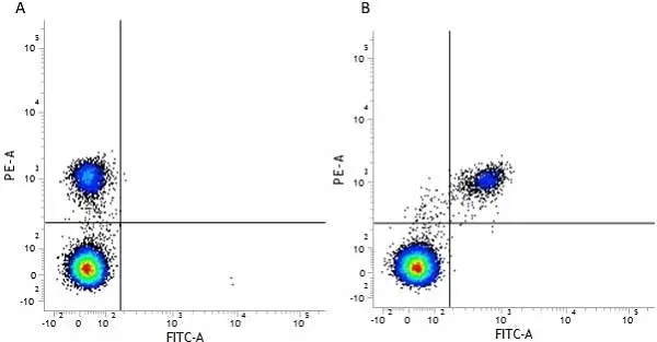 Anti Human CD40 Antibody, clone LOB7/6 gallery image 12