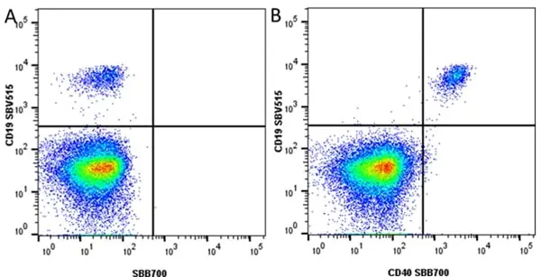 Anti Human CD40 Antibody, clone LOB7/6 gallery image 16