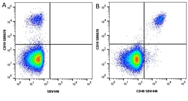 Anti Human CD40 Antibody, clone LOB7/6 gallery image 18