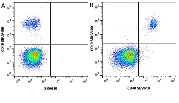 Anti Human CD40 Antibody, clone LOB7/6 gallery image 19