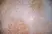 Anti Human CD40 Antibody, clone LOB7/6 thumbnail image 2