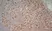 Anti Human CD40 Antibody, clone LOB7/6 thumbnail image 3