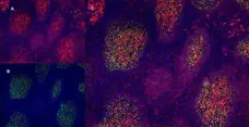 Anti Human CD40 Antibody, clone LOB7/6 gallery image 4