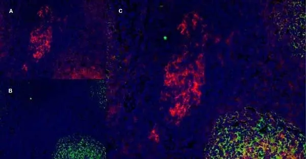 Anti Human CD40 Antibody, clone LOB7/6 gallery image 5