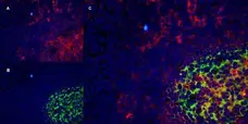 Anti Human CD40 Antibody, clone LOB7/6 gallery image 6