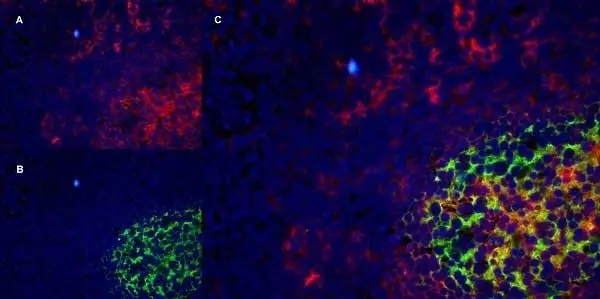 Anti Human CD40 Antibody, clone LOB7/6 gallery image 6
