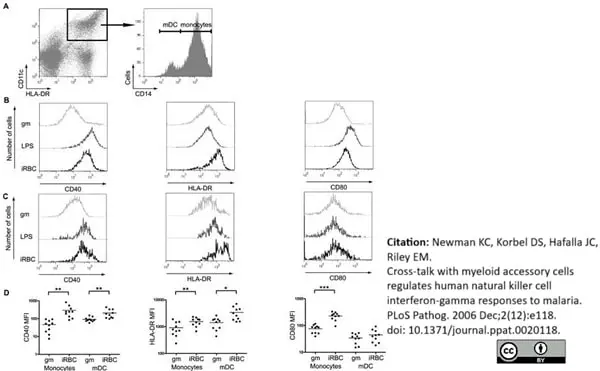 Anti Human CD40 Antibody, clone LOB7/6 gallery image 7