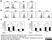 Anti Human CD40 Antibody, clone LOB7/6 thumbnail image 9