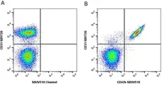 Anti Human CD42b Antibody, clone AK2 gallery image 6