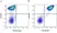 Anti Human CD42b Antibody, clone AK2 thumbnail image 7