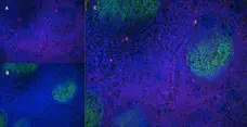 Anti Human CD43 Antibody, clone DFT-1 gallery image 10