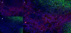 Anti Human CD43 Antibody, clone DFT-1 gallery image 11