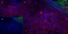 Anti Human CD43 Antibody, clone DFT-1 gallery image 12