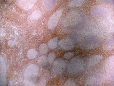 Anti Human CD43 Antibody, clone DFT-1 gallery image 5