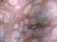 Anti Human CD43 Antibody, clone DFT-1 thumbnail image 5