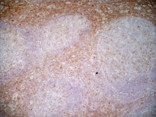 Anti Human CD43 Antibody, clone DFT-1 gallery image 7
