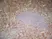 Anti Human CD43 Antibody, clone DFT-1 thumbnail image 8