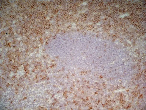 Anti Human CD43 Antibody, clone DFT-1 gallery image 8