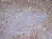 Anti Human CD43 Antibody, clone DFT-1 thumbnail image 9