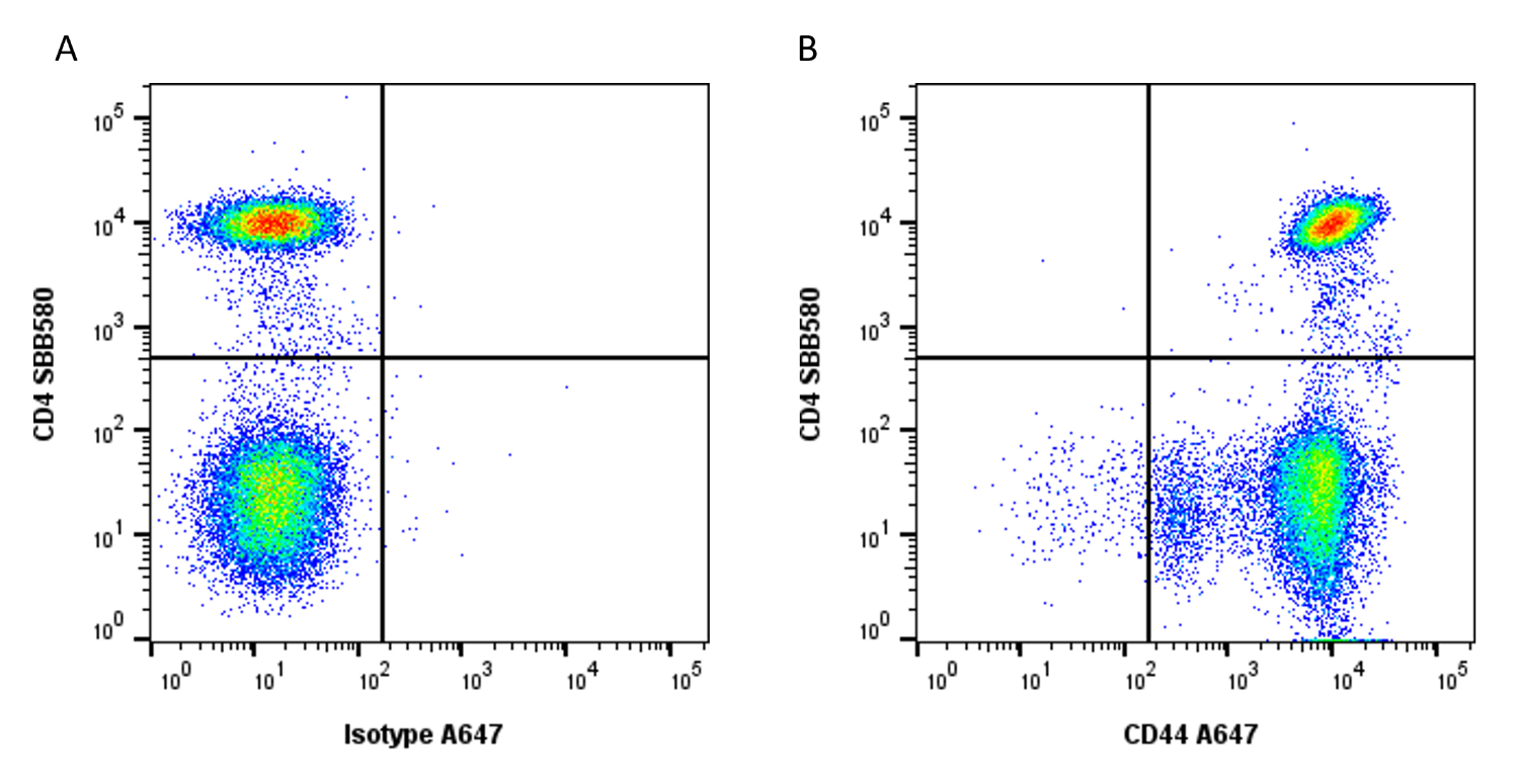 Anti Human CD44 Antibody, clone 156-3C11 (Monoclonal Antibody Antibody) gallery image 11