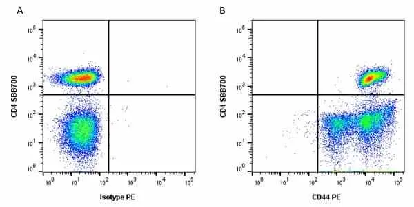 Anti Human CD44 Antibody, clone 156-3C11 (Monoclonal Antibody Antibody) gallery image 12