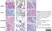 Anti Human CD44 Antibody, clone 156-3C11 (Monoclonal Antibody Antibody) thumbnail image 2