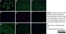 Anti Human CD44 Antibody, clone 156-3C11 (Monoclonal Antibody Antibody) gallery image 4