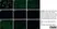 Anti Human CD44 Antibody, clone 156-3C11 (Monoclonal Antibody Antibody) thumbnail image 4