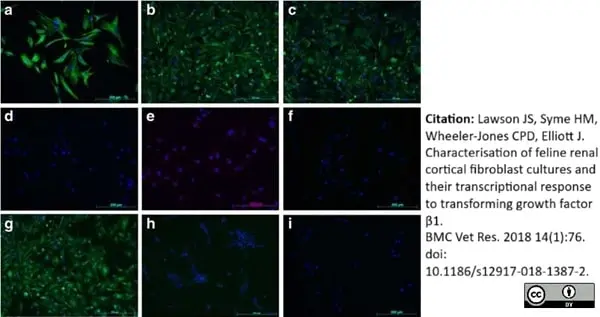 Anti Human CD44 Antibody, clone 156-3C11 (Monoclonal Antibody Antibody) gallery image 4
