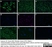 Anti Human CD44 Antibody, clone 156-3C11 (Monoclonal Antibody Antibody) thumbnail image 5