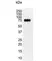 Anti Human CD44 Antibody, clone 156-3C11 (Monoclonal Antibody Antibody) thumbnail image 5