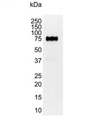 Anti Human CD44 Antibody, clone 156-3C11 (Monoclonal Antibody Antibody) gallery image 6