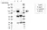 Anti Human CD44 Antibody, clone 156-3C11 (Monoclonal Antibody Antibody) thumbnail image 6