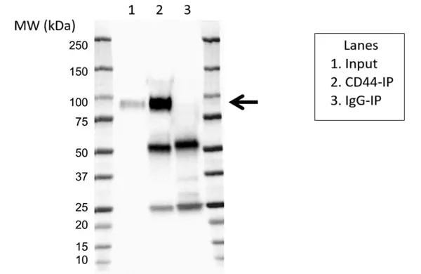 Anti Human CD44 Antibody, clone 156-3C11 (Monoclonal Antibody Antibody) gallery image 6