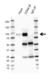 Anti Human CD44 Antibody, clone 156-3C11 (Monoclonal Antibody Antibody) thumbnail image 7