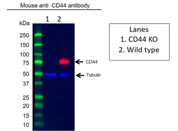 Anti Human CD44 Antibody, clone 156-3C11 (Monoclonal Antibody Antibody) gallery image 7