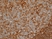Anti Human CD44 Antibody, clone Bu52 thumbnail image 1