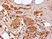Anti Human CD44 Antibody, clone F10-44-2 thumbnail image 5