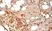 Anti Human CD44 Antibody, clone F10-44-2 thumbnail image 5