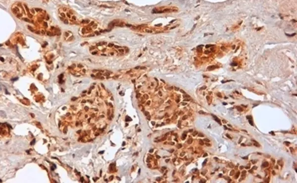 Anti Human CD44 Antibody, clone F10-44-2 gallery image 6