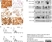 Anti Human CD44v4 Antibody, clone VFF-11 thumbnail image 1