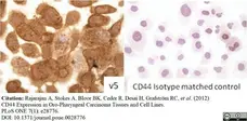 Anti Human CD44v5 Antibody, clone VFF-8 gallery image 1
